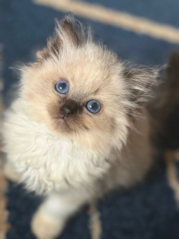 Ragdoll Kittens For Sale