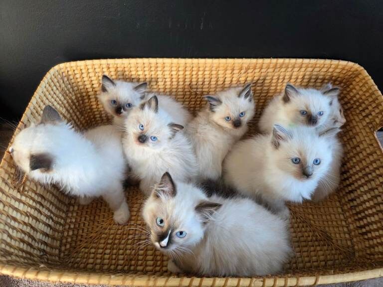 Pure Ragdolls Kittens