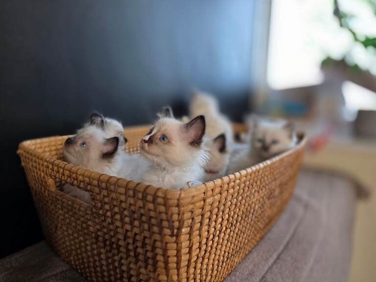 Pure Ragdolls Kittens - Image 2 of 3