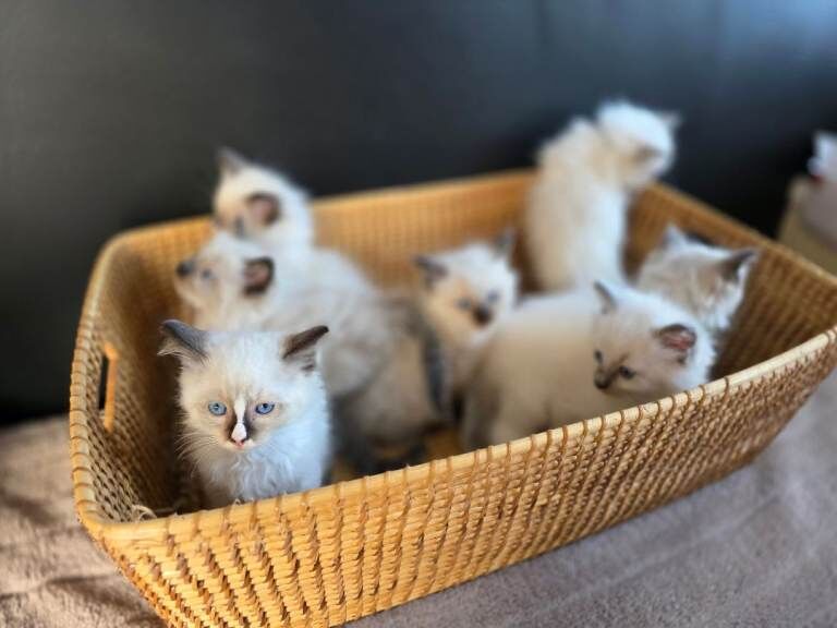 Pure Ragdolls Kittens - Image 3 of 3