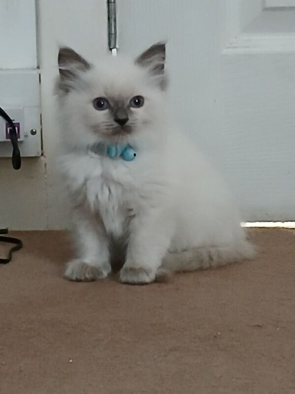 Ragdoll kittens for sale in Dingwall, Ross and Cromarty – 8 weeks old