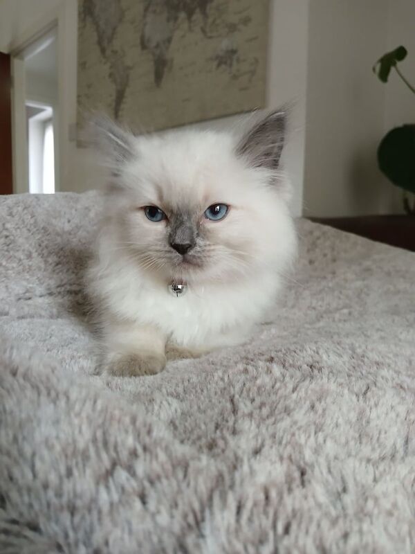 Ragdoll kittens for sale in Dingwall, Ross and Cromarty – 8 weeks old - Image 2 of 3