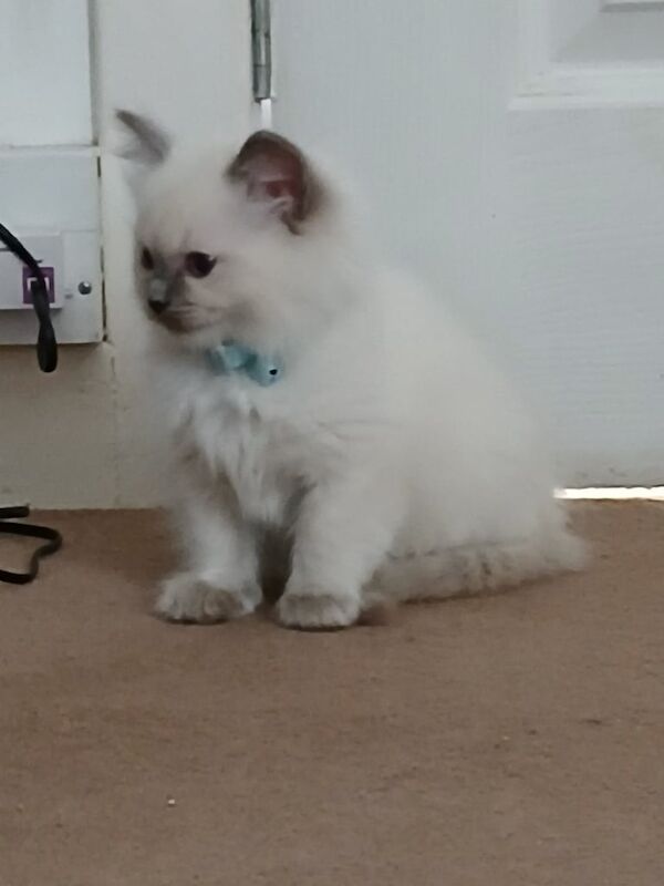 Ragdoll kittens for sale in Dingwall, Ross and Cromarty – 8 weeks old - Image 3 of 3