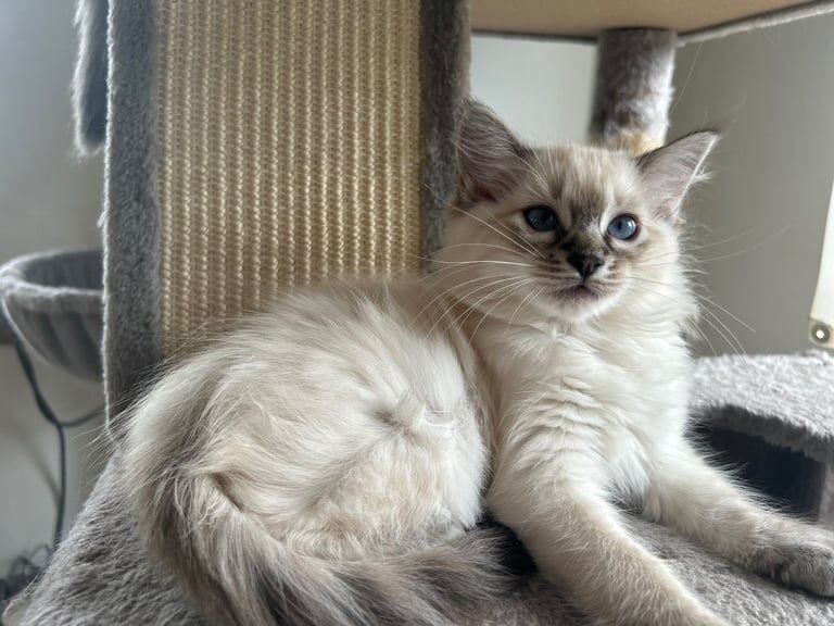 Ragdoll kittens for sale in Coupar Angus, Perth and Kinross – 3 months old