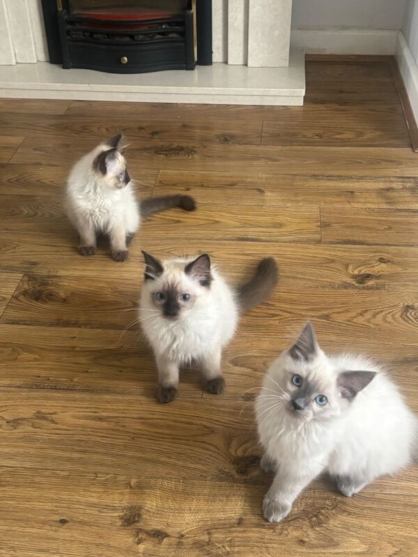 Purebred Male Ragdoll Kittens. Ready Now! Offers Welcome! - Image 2 of 5
