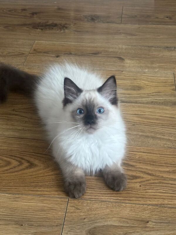 Purebred Male Ragdoll Kittens. Ready Now! Offers Welcome! - Image 3 of 5