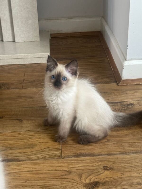 Purebred Male Ragdoll Kittens. Ready Now! Offers Welcome! - Image 4 of 5