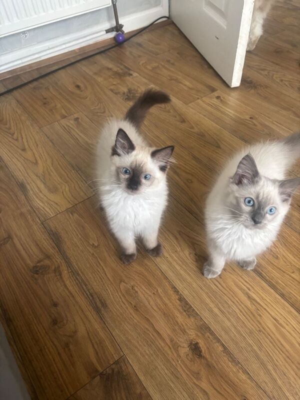 Purebred Male Ragdoll Kittens. Ready Now! Offers Welcome! - Image 5 of 5