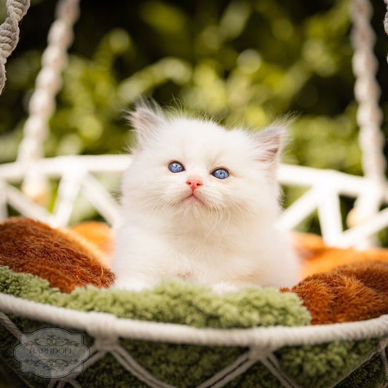 Purebred Ragdoll Boy TICA Active for sale in North Acton, Greater London