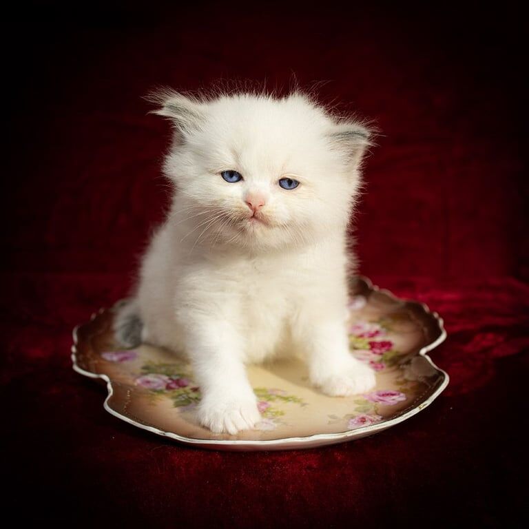 Purebred Ragdoll Boy TICA Active for sale in North Acton, Greater London | Image 2