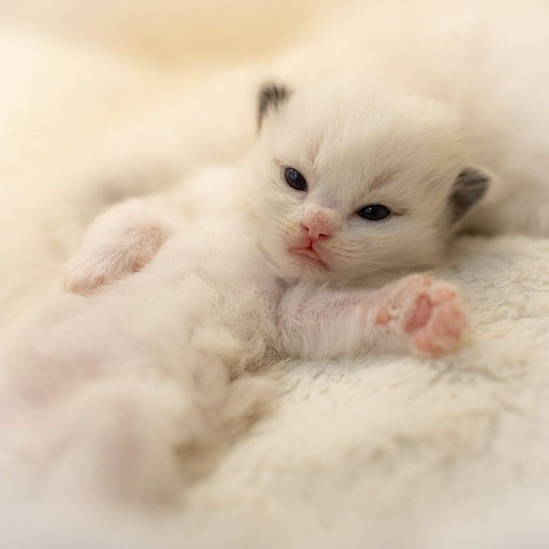 Purebred Ragdoll Boy TICA Active for sale in North Acton, Greater London | Image 3