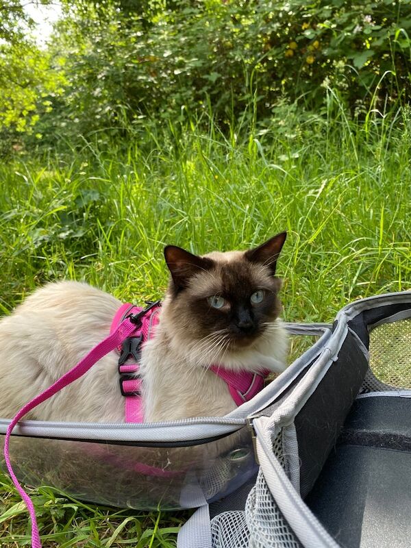 Ragdoll kittens for sale in Streatham, Greater London – 7 months old