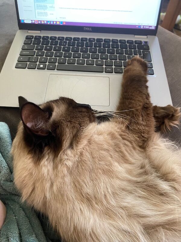 Ragdoll kittens for sale in Streatham, Greater London – 7 months old - Image 2 of 3