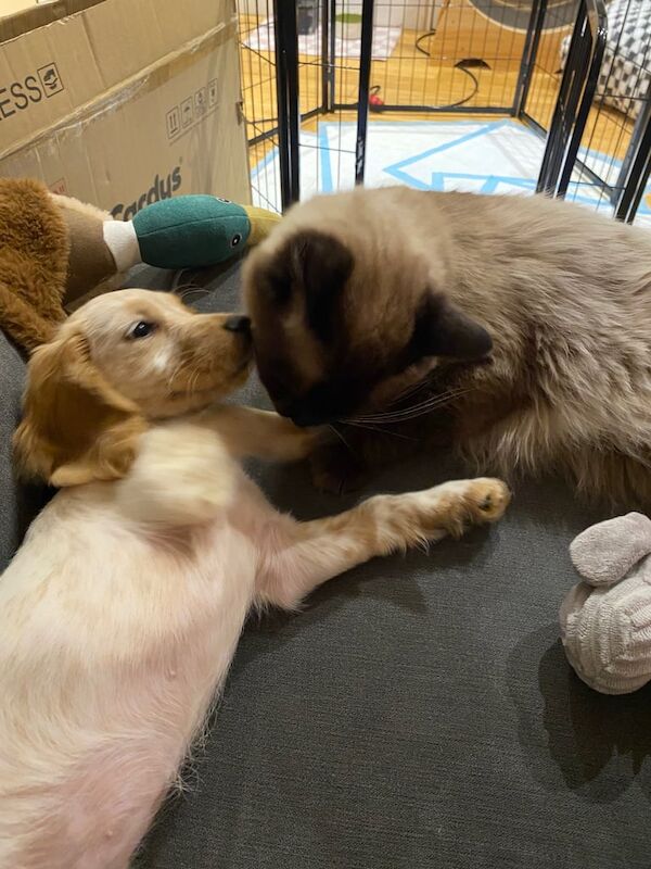 Ragdoll kittens for sale in Streatham, Greater London – 7 months old - Image 3 of 3