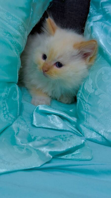 Purebred Ragdoll Kitten – Flame Point Boy, 8 Weeks Old, Ready Now