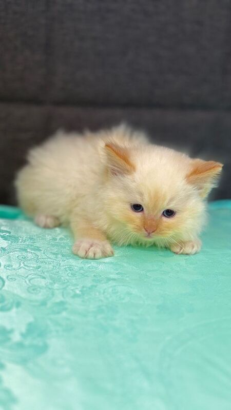 Purebred Ragdoll Kitten – Flame Point Boy, 8 Weeks Old, Ready Now - Image 2 of 6