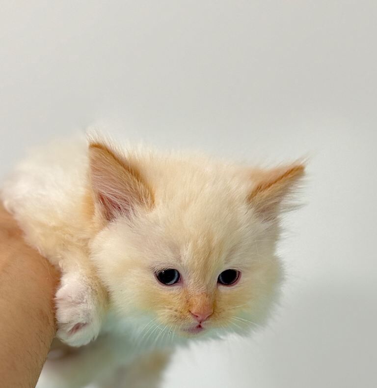 Purebred Ragdoll Kitten – Flame Point Boy, 8 Weeks Old, Ready Now - Image 3 of 6