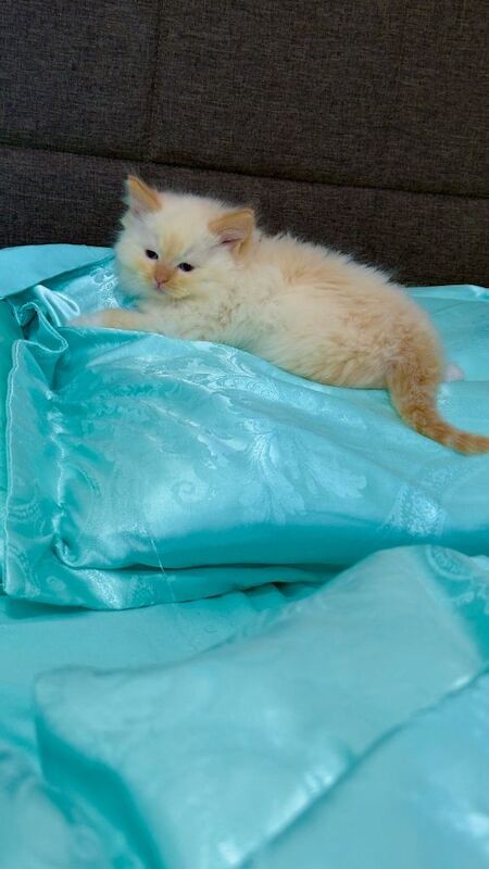 Purebred Ragdoll Kitten – Flame Point Boy, 8 Weeks Old, Ready Now - Image 4 of 6