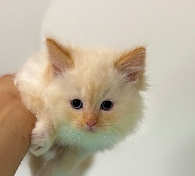 Purebred Ragdoll Kitten – Flame Point Boy, 8 Weeks Old, Ready Now - Image 5 of 6