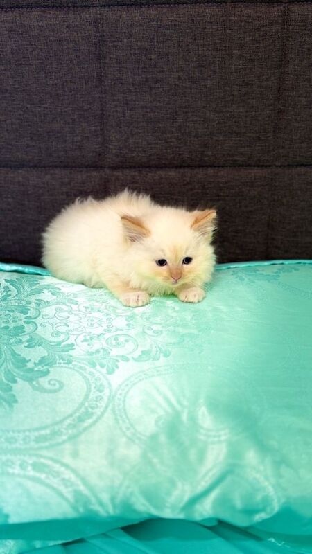 Purebred Ragdoll Kitten – Flame Point Boy, 8 Weeks Old, Ready Now - Image 6 of 6