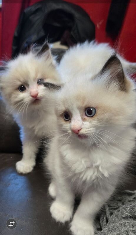 Purebred Ragdoll Kittens for sale in Sheffield, South Yorkshire