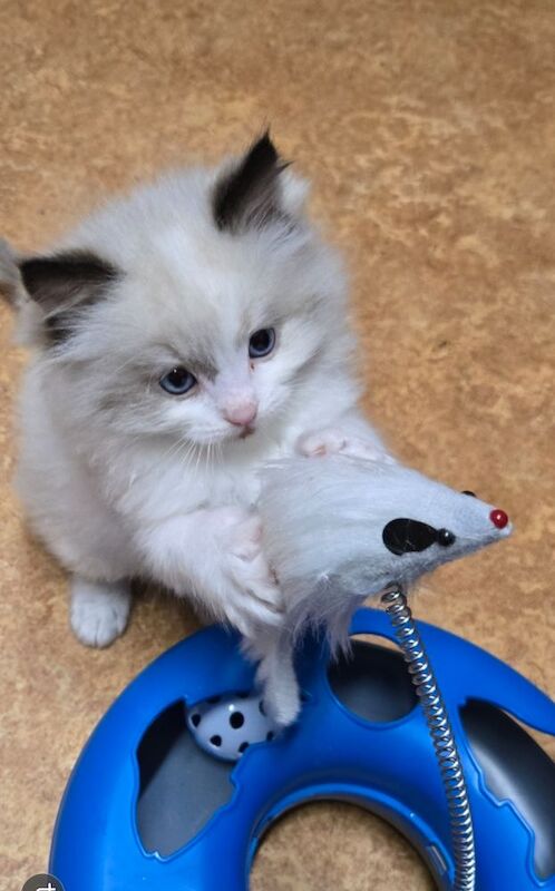 Purebred Ragdoll Kittens for sale in Sheffield, South Yorkshire | Image 2