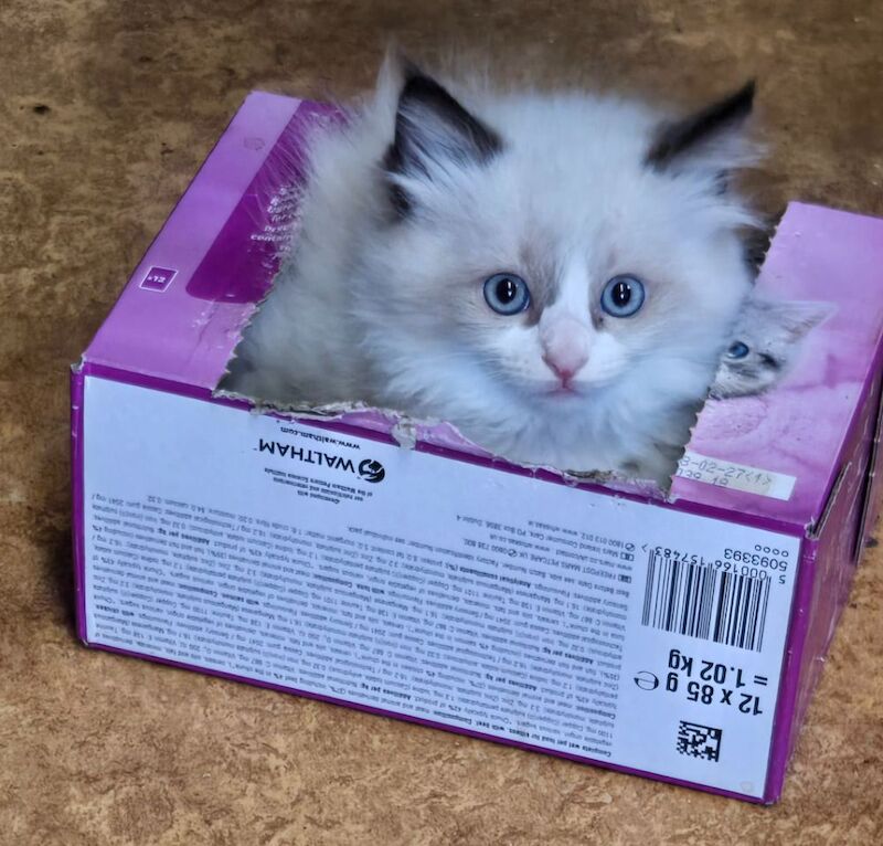 Purebred Ragdoll Kittens for sale in Sheffield, South Yorkshire | Image 3