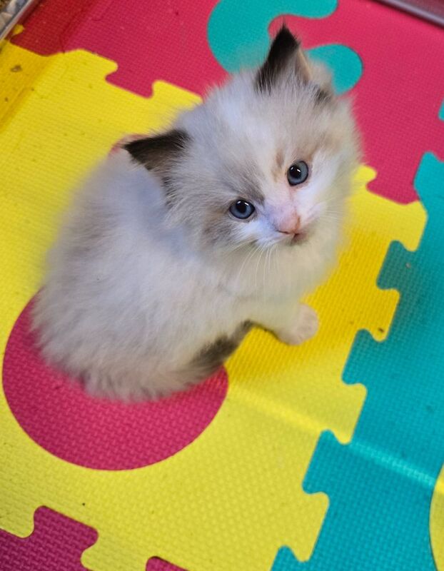 Purebred Ragdoll Kittens for sale in Sheffield, South Yorkshire | Image 4