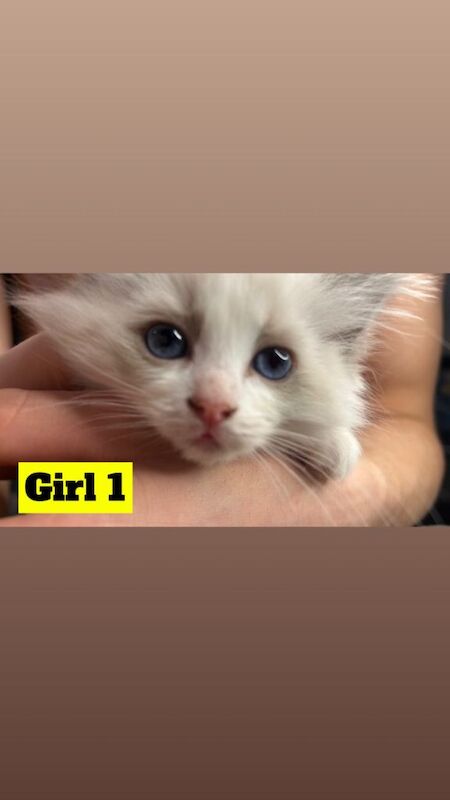 Ragdoll Kittens For Sale