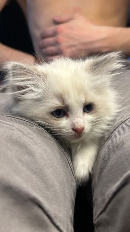 Purebred ragdoll kittens - Image 2 of 5