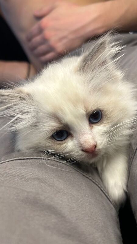 Purebred ragdoll kittens - Image 3 of 5