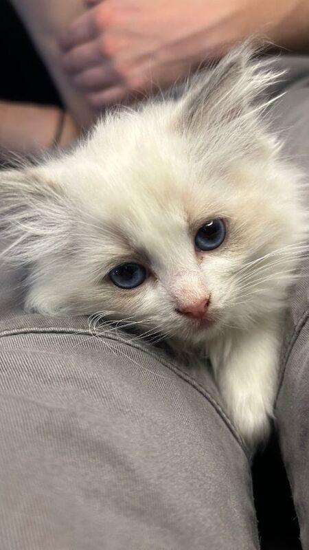 Purebred ragdoll kittens - Image 4 of 5
