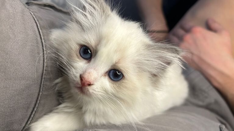 Purebred ragdoll kittens - Image 5 of 5