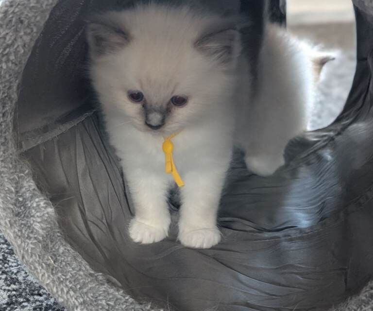 Purebred Ragdoll kittens
