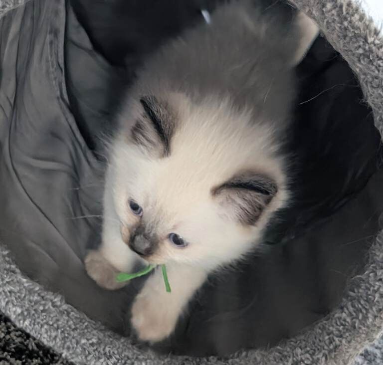 Purebred Ragdoll kittens - Image 2 of 3