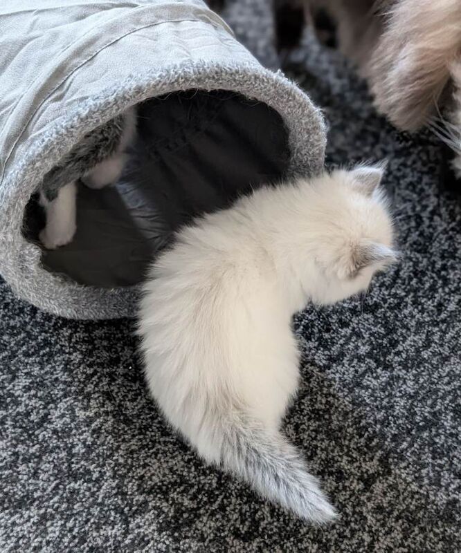 Purebred Ragdoll kittens - Image 3 of 3