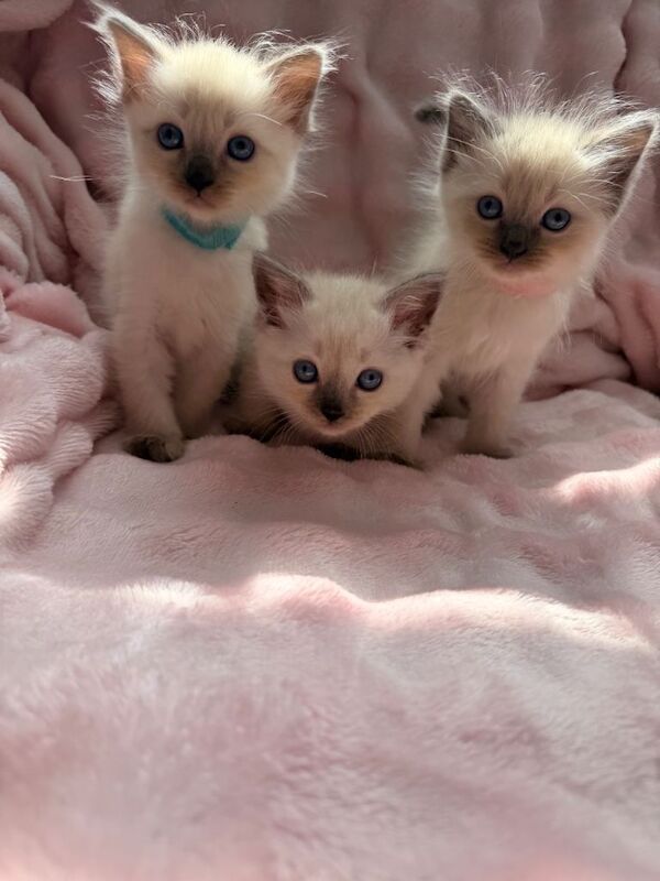 Purebred ragdoll kittens
