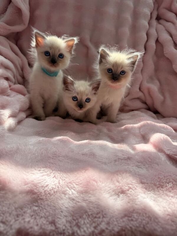 Purebred ragdoll kittens - Image 2 of 5