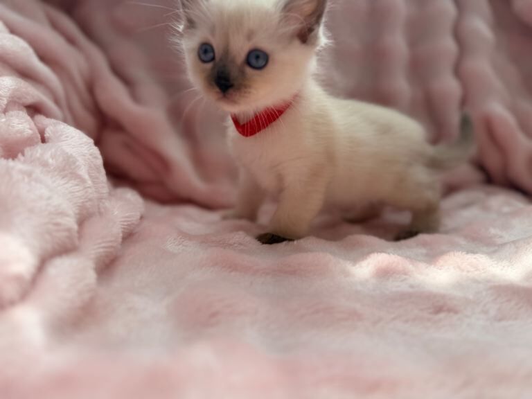 Purebred ragdoll kittens - Image 3 of 5