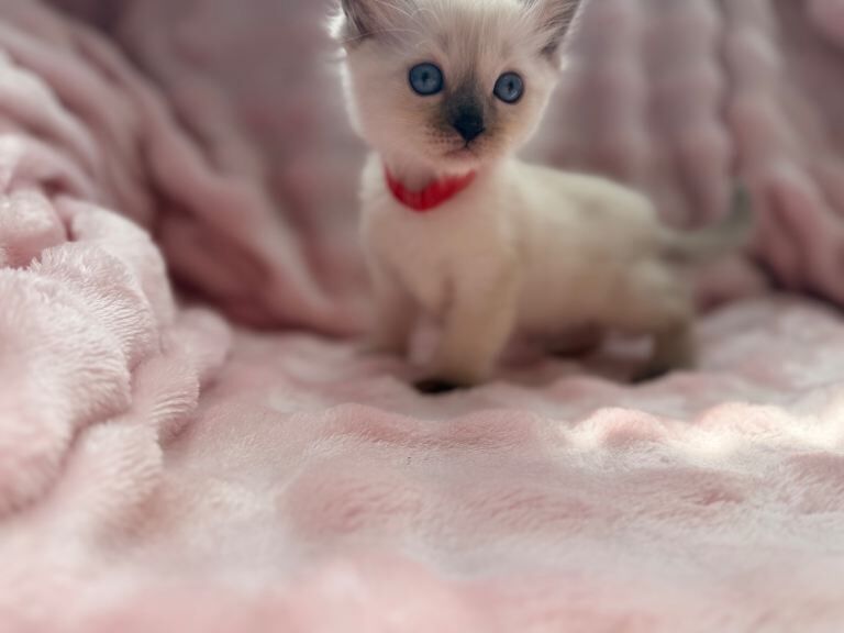 Purebred ragdoll kittens - Image 4 of 5