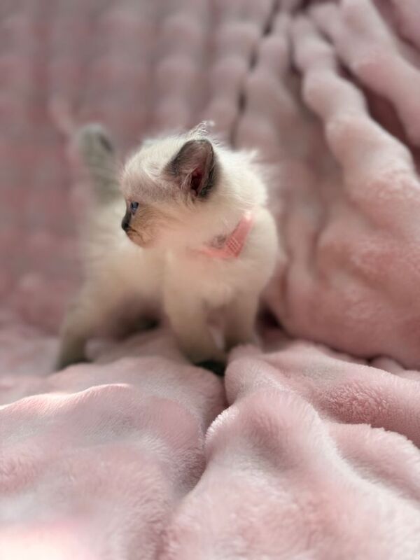 Purebred ragdoll kittens - Image 5 of 5