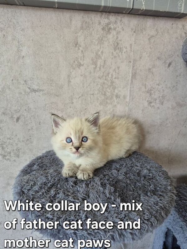 Purebred ragdoll kittens (3 boys/2girls) for sale in Liverpool, Merseyside | Image 2