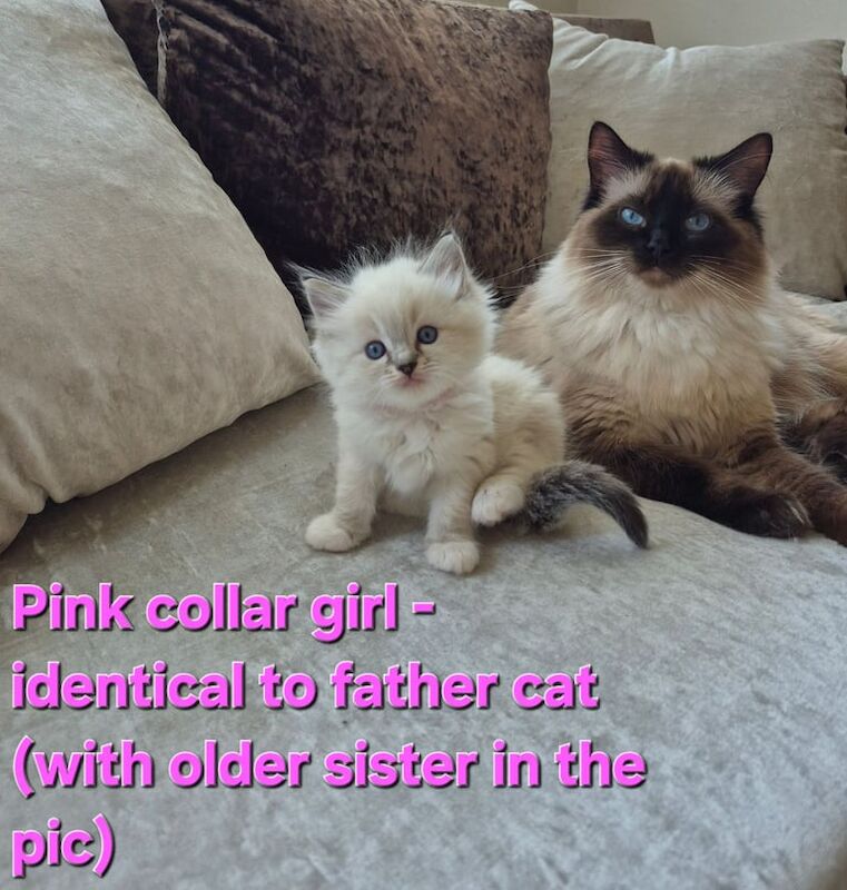 Purebred ragdoll kittens (3 boys/2girls) for sale in Liverpool, Merseyside | Image 3