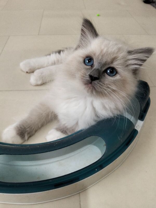 Purebred ragdoll kittens