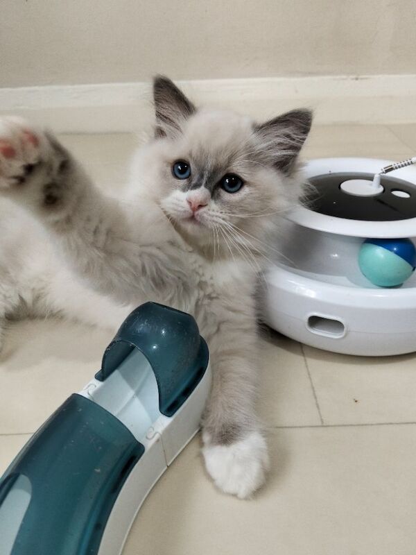 Vaccinated microchipped ragdoll kittens - Image 2 of 9
