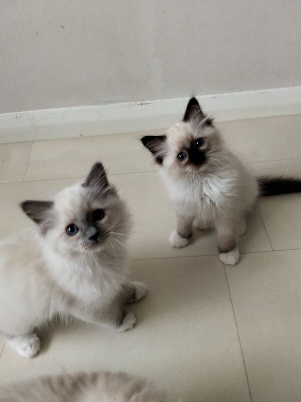 Vaccinated microchipped ragdoll kittens - Image 3 of 9