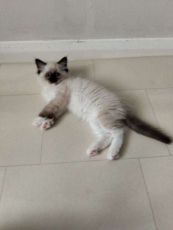 Vaccinated microchipped ragdoll kittens - Image 4 of 9