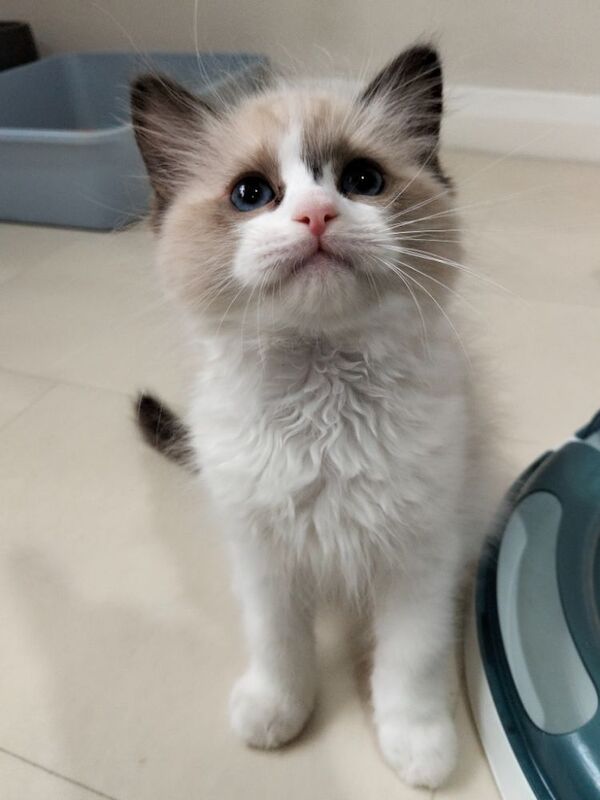 Vaccinated microchipped ragdoll kittens - Image 5 of 9