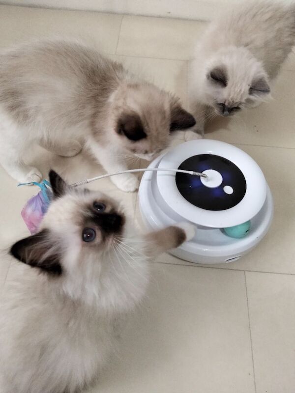 Vaccinated microchipped ragdoll kittens - Image 6 of 9