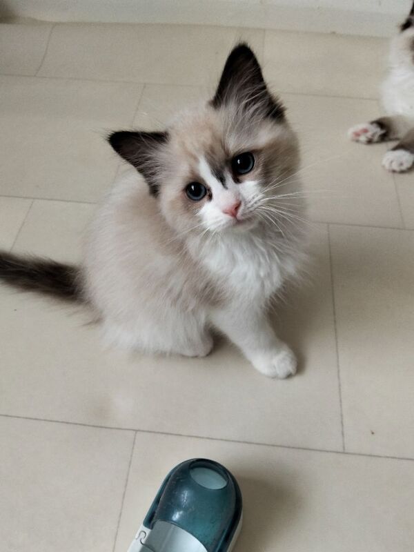 Vaccinated microchipped ragdoll kittens - Image 7 of 9